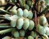 image of Cycas couttsiana