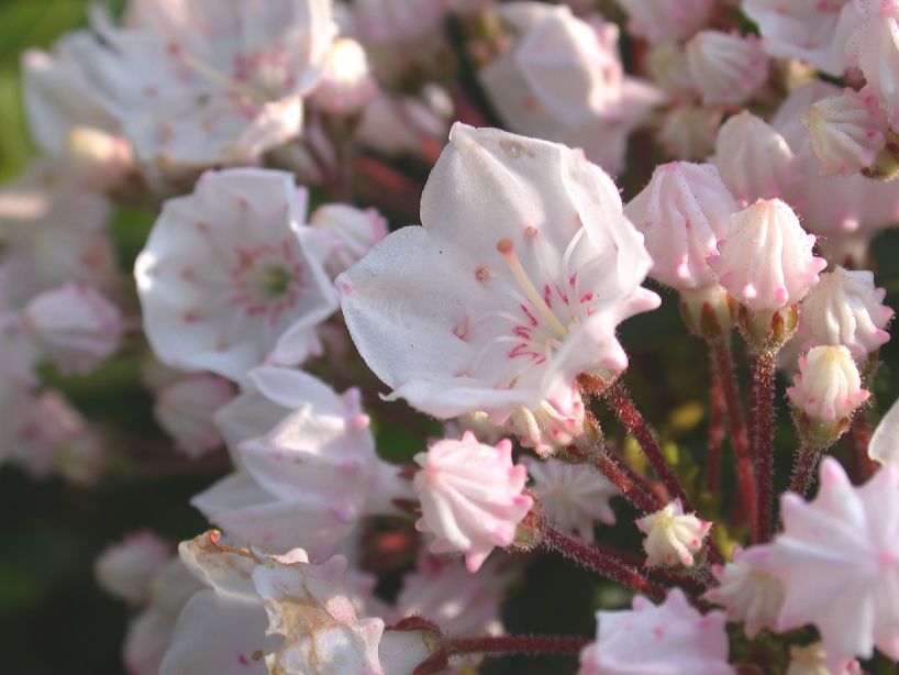 Ericaceae Kalmia latifolia