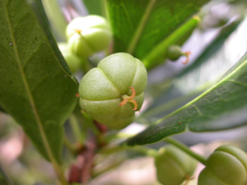 Euphorbiaceae Ateramnus lucidus