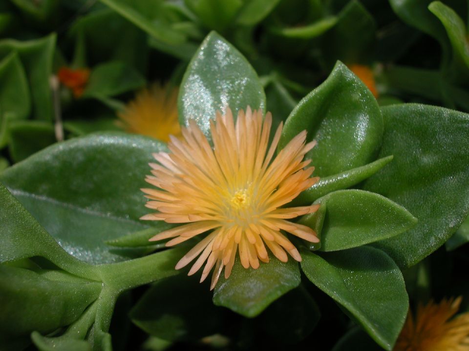 Aizoaceae Aptenia cordifoloia