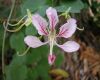 image of Bauhinia 