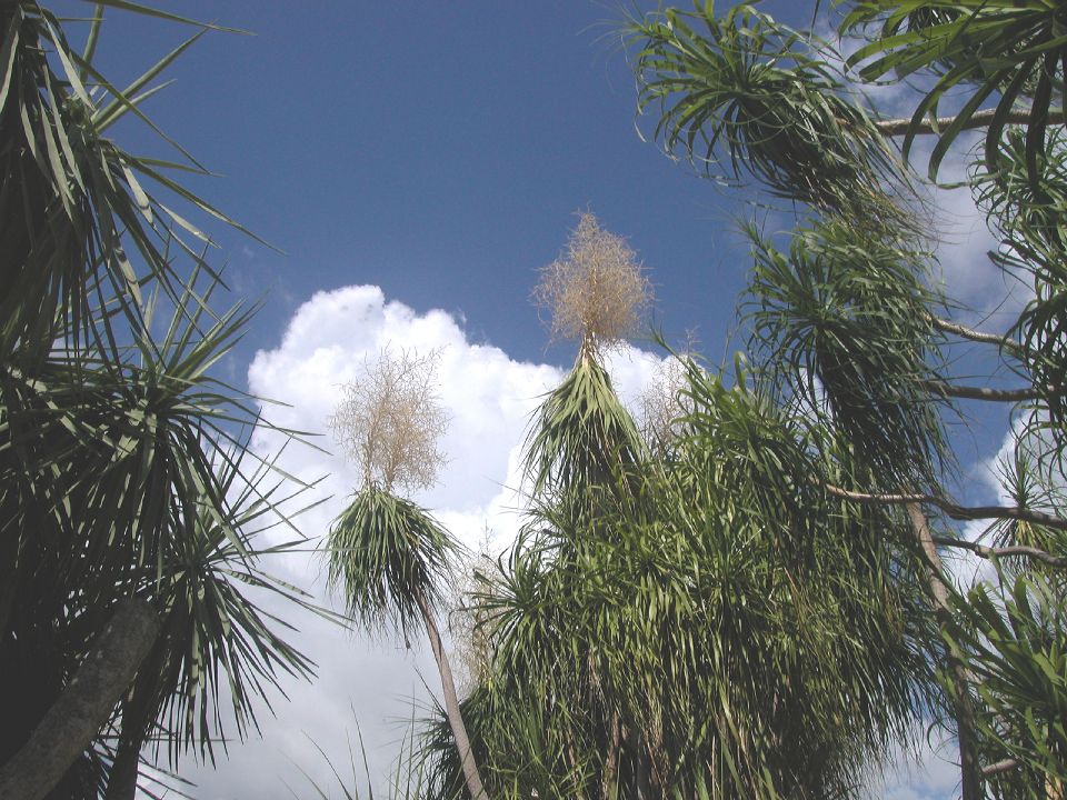 Asparagaceae Nolina pliabilis