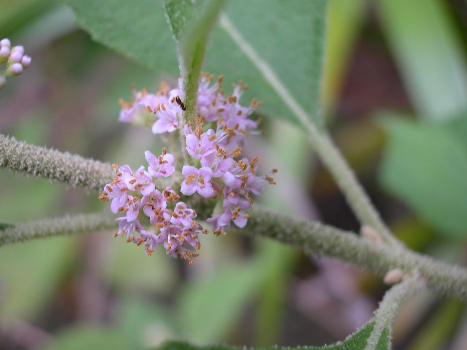 Lamiaceae Callicarpa americana