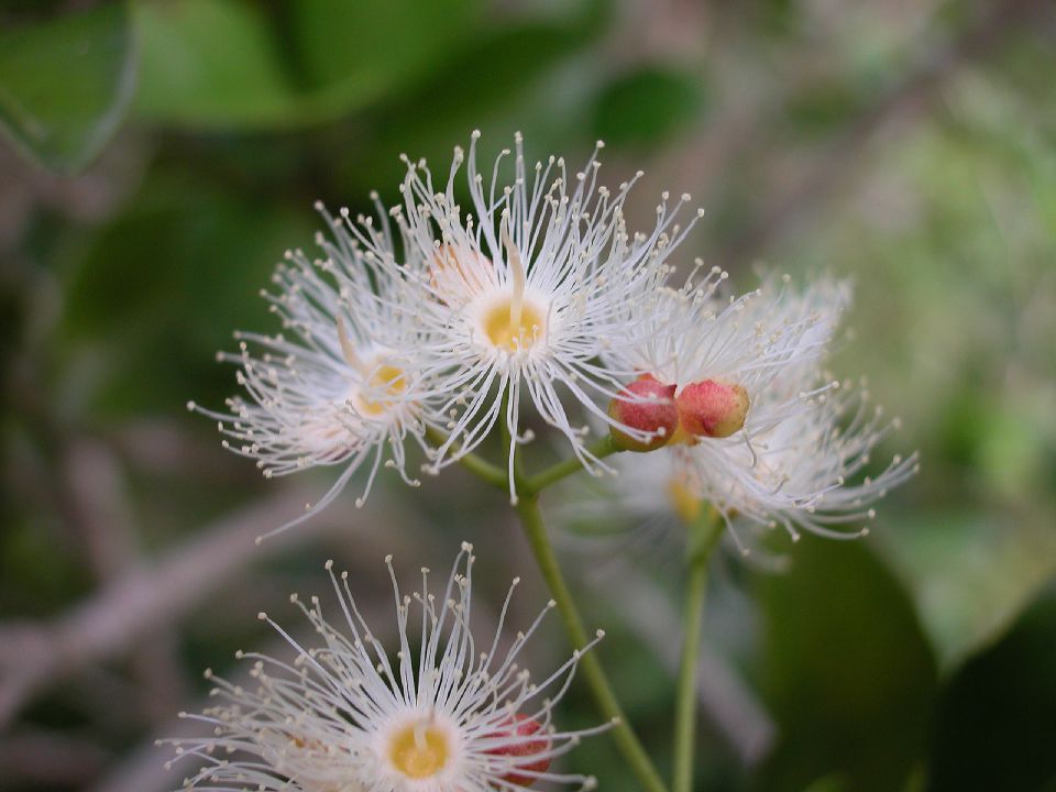 Myrtaceae Calyptranthes syzygium