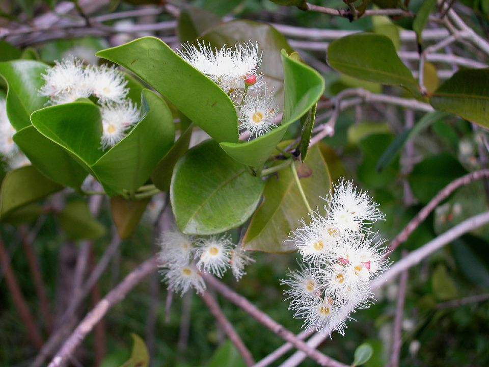 Myrtaceae Calyptranthes syzygium