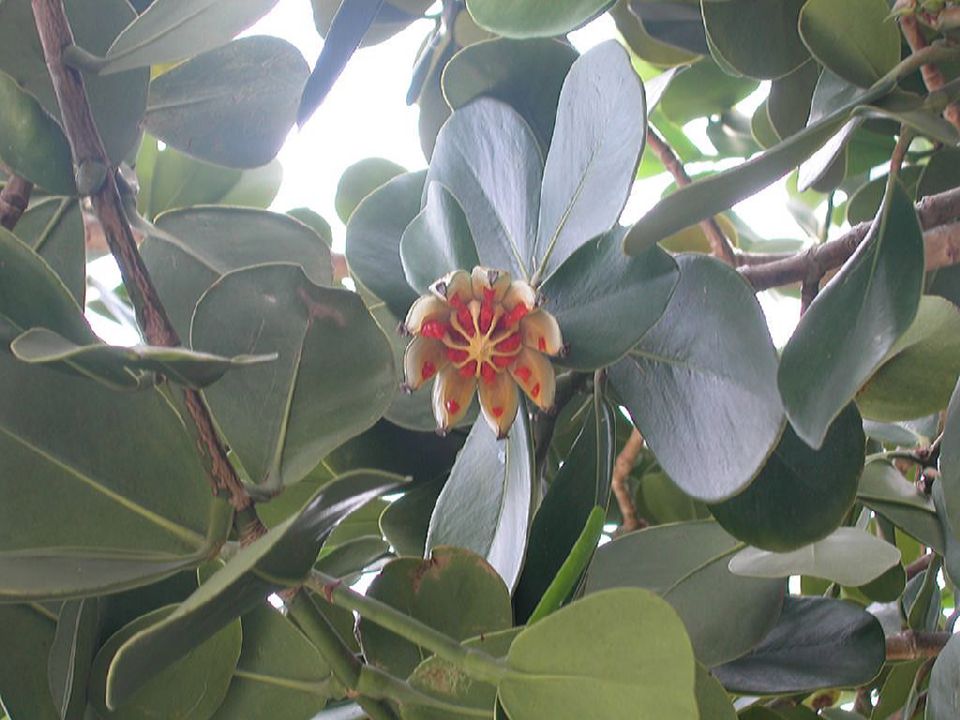 Clusiaceae Clusia rosea