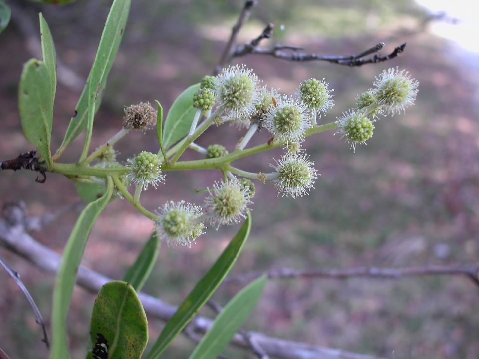 Combretaceae Conocarpus erectus