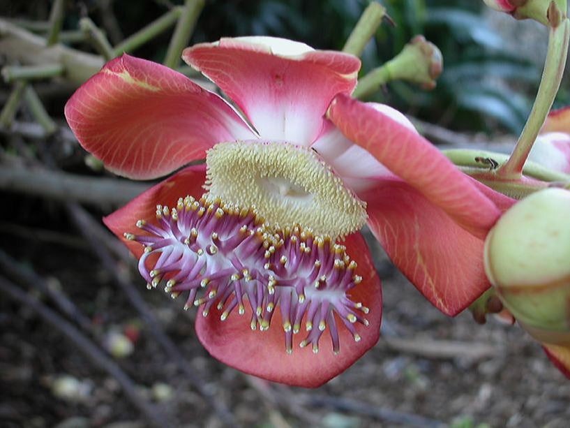 Lecythidaceae Couroupita guianensis