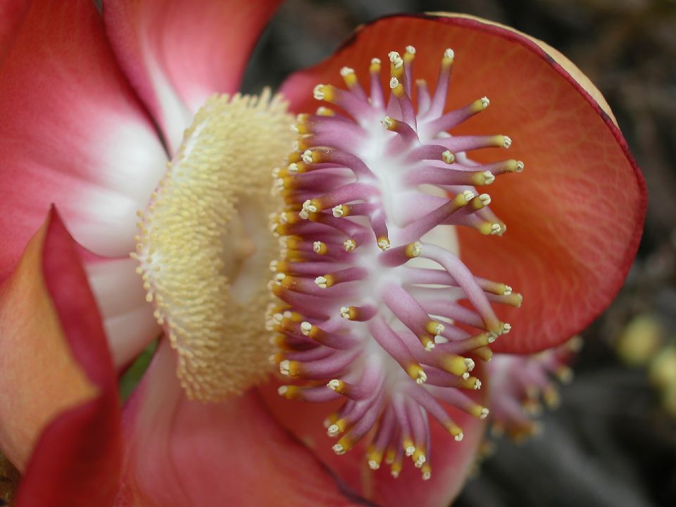 Lecythidaceae Couroupita guianensis