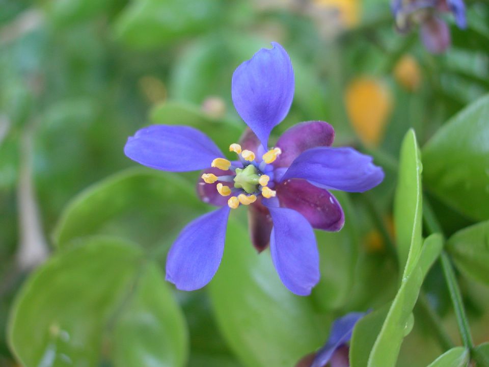 Zygophyllaceae Guaiacum sanctum