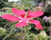 image of Hibiscus coccineus