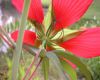 image of Hibiscus coccineus