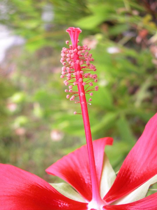 Malvaceae Hibiscus coccineus