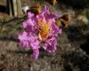 image of Lagerstroemia tomentosa