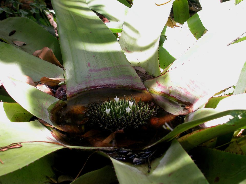 Bromeliaceae Neoregelia johannis