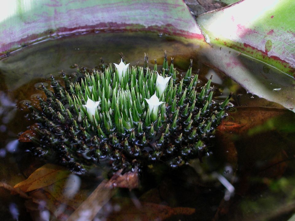 Bromeliaceae Neoregelia johannis