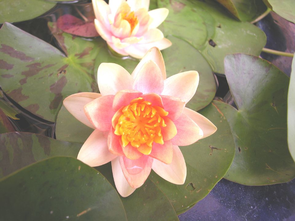 Nymphaeaceae Nymphaea 