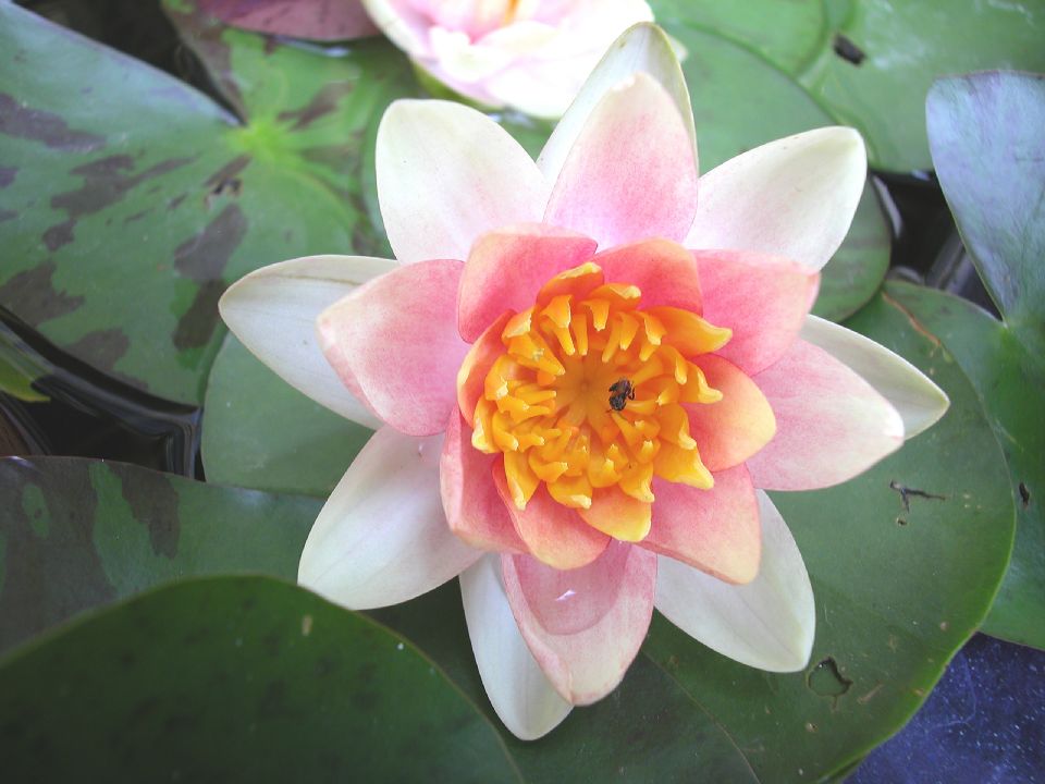 Nymphaeaceae Nymphaea 