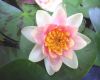 image of Nymphaea 