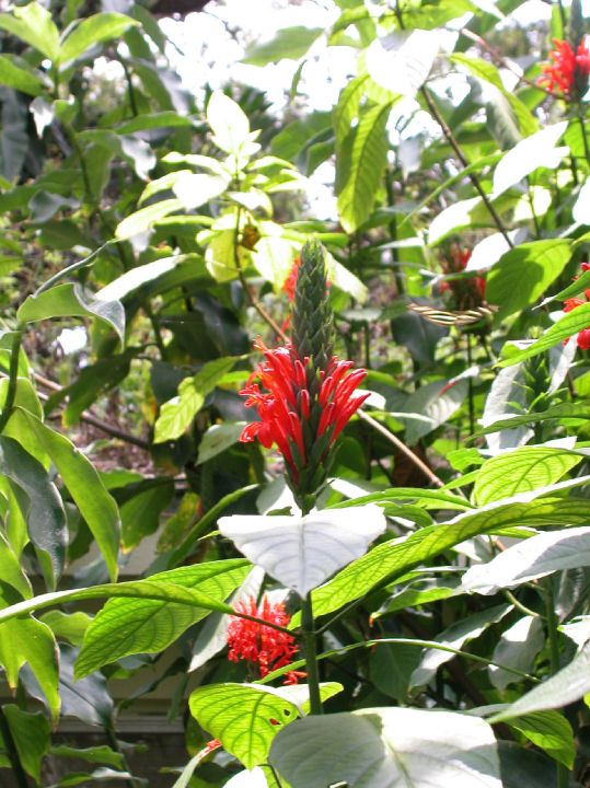 Acanthaceae Pachystachys coccinea