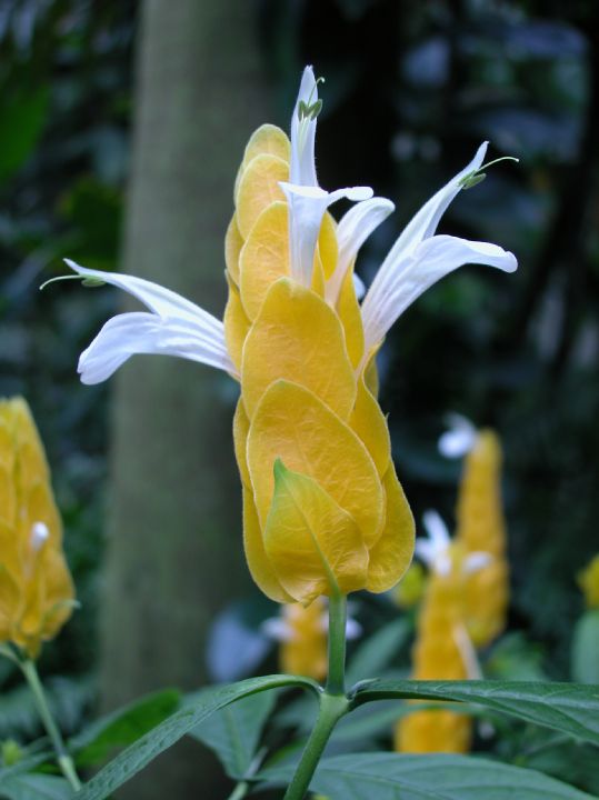 Acanthaceae Pachystachys lutea