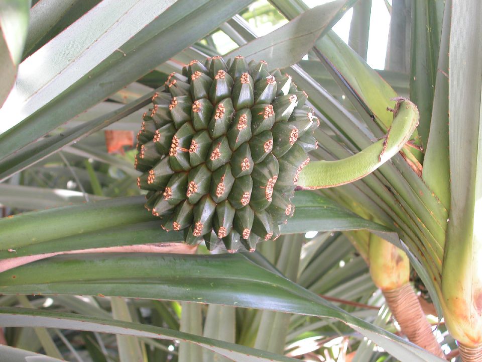 Pandanaceae Pandanus utilis