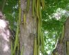 image of Parmentiera cereifera