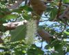 image of Phytolacca dioica