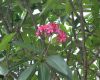 image of Plumeria rubra