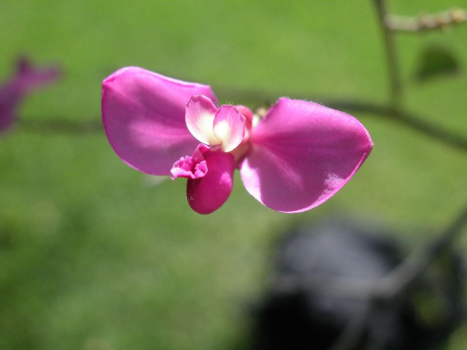Polygalaceae Securidaca diversifolia