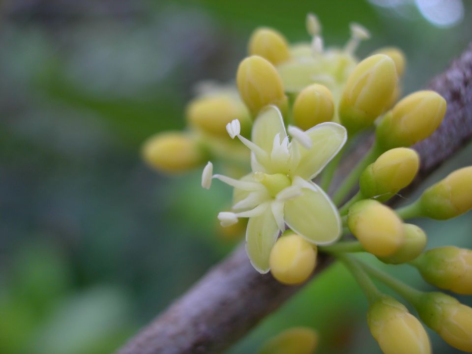 Sapotaceae Sideroxylon foetidissimum