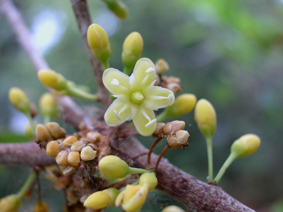 Sapotaceae Sideroxylon foetidissimum