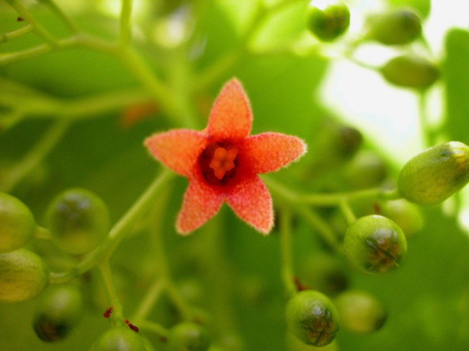 Sterculiaceae Sterculia ceramica