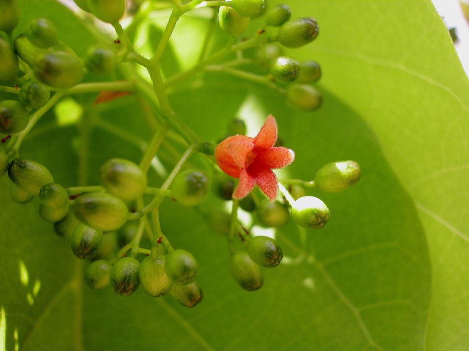 Sterculiaceae Sterculia ceramica