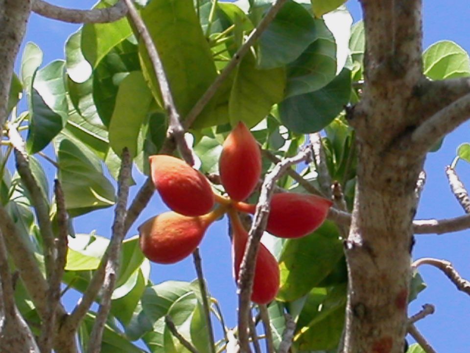 Sterculiaceae Sterculia ceramica