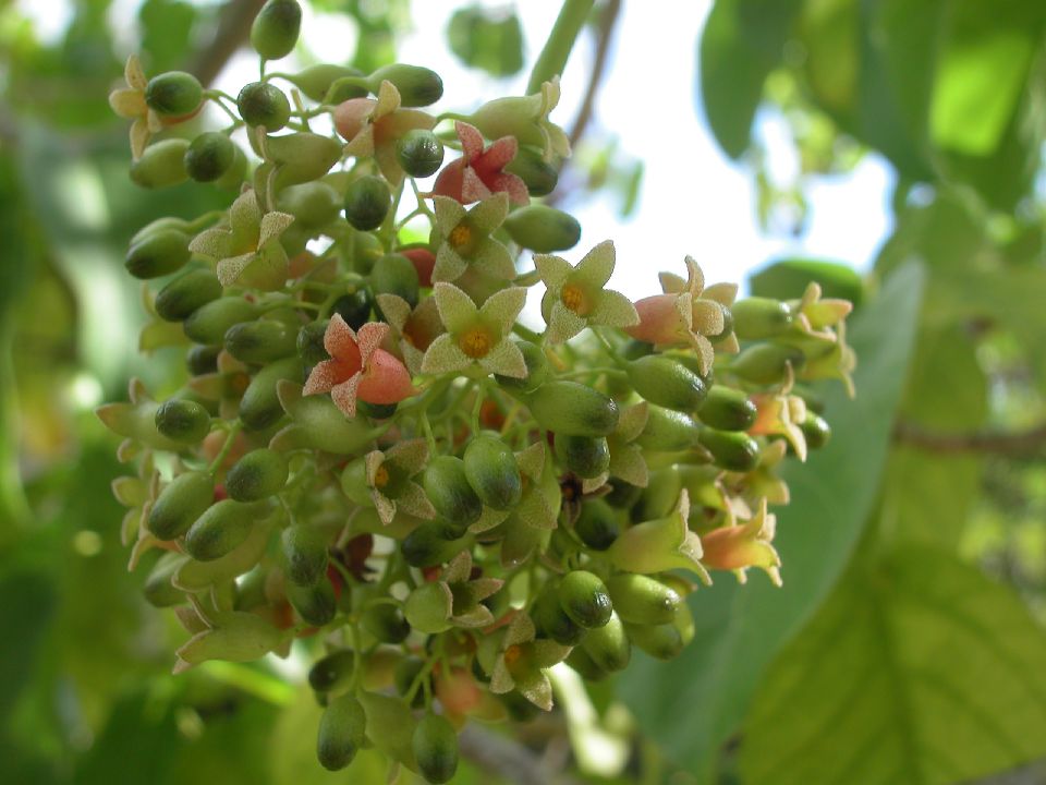 Sterculiaceae Sterculia ceramica
