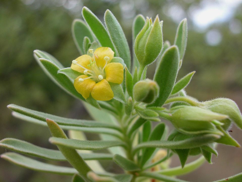 Surianaceae Suriana maritima