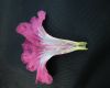 image of Tabebuia lepidota
