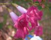 image of Tabebuia lepidota
