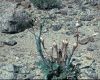 image of Eriogonum inflatum