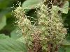 image of Fothergilla gardenii