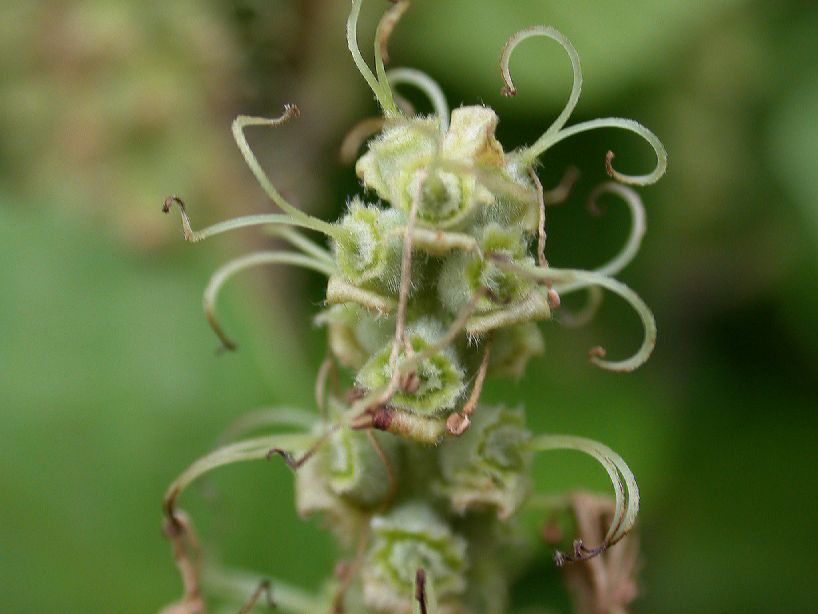 Hamamelidaceae Fothergilla gardenii