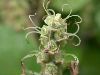 image of Fothergilla gardenii