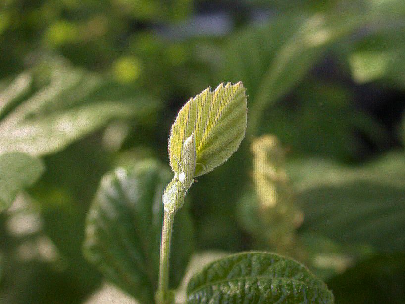 Hamamelidaceae Fothergilla gardenii