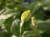 image of Fothergilla gardenii