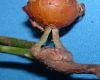 image of Ginkgo biloba