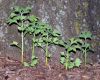 image of Ginkgo biloba