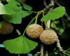 image of Ginkgo biloba