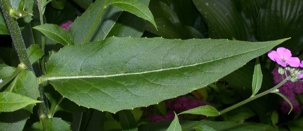 Brassicaceae Hesperis matronalis
