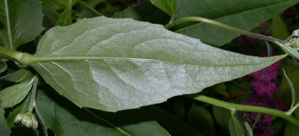 Brassicaceae Hesperis matronalis